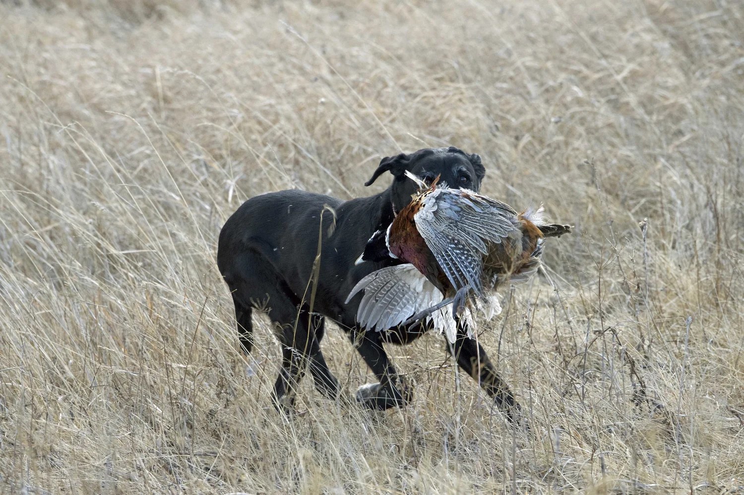 Bird dog retrieving a rooster