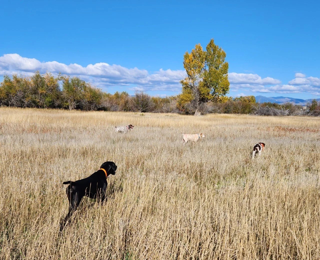 Four bird dogs on point