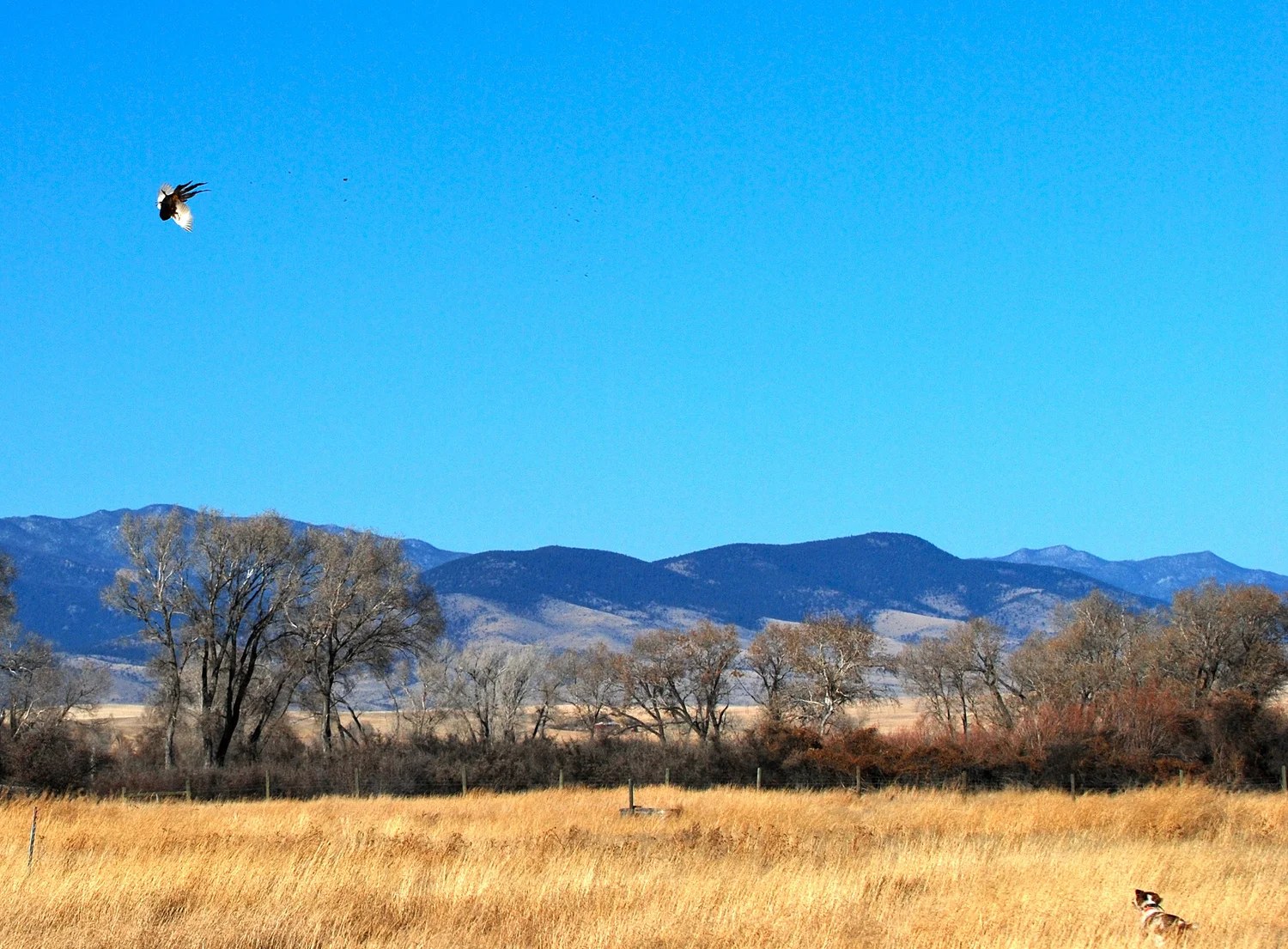 Bird dog working pheasant cover