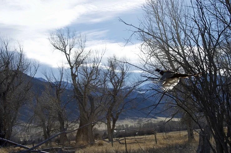 Pheasant flushing from cover